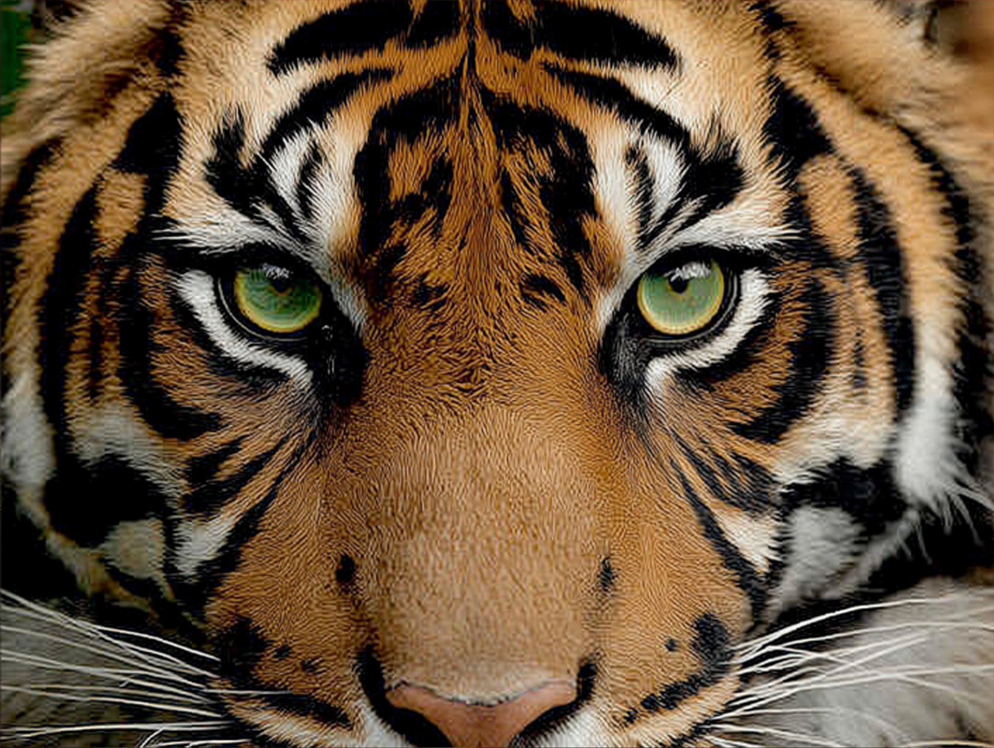 Fierce Gaze – Hyper-Realistic Tiger Eyes Canvas Print