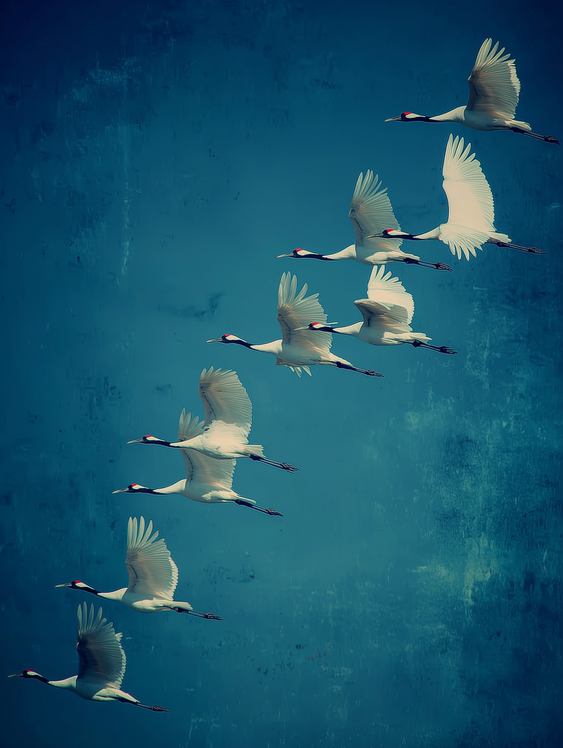 Sky Dancers – Crane Flight Canvas Art